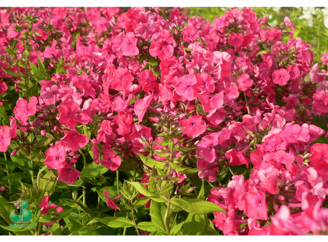 Phlox paniculata   'Pink Attraction'